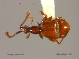 Image result for Pseudechinolaena