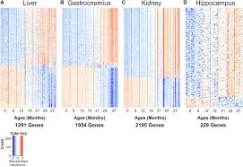 Age Related Gene Expression Signature In Rats Demonstrate