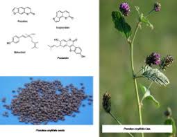 Image result for Psoralea