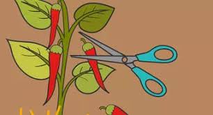 We did not find results for: 3 Ways To Grow Jalapeno Peppers Wikihow