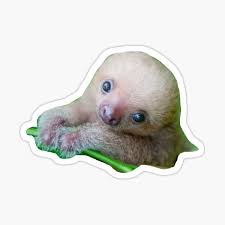 And they eat green beans and hibiscus flowers! Baby Sloth Gifts Merchandise Redbubble