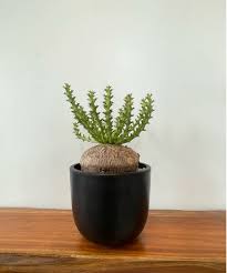 Image result for Euphorbia fanshawei