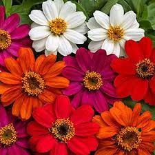Profusion Aas Mix Zinnia Seeds Easy Perennials Flowers Zinnias Flower Seeds