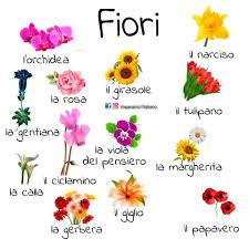 Les Fleurs En Italien Italiano Italian Language Learning Learning Italian Italian Language