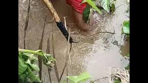 Bentuk dari sisi kanan kiri dari sungai bengawan. Menuba Ikan Larangan Anak Yatim Parit Kec Koto Balingka Menuba Mengunakan Akar Tuba By Ajhosan Chanel