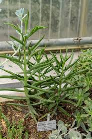 Image result for Kalanchoe glaucescens