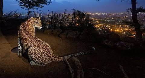 Sanjay Gandhi National Park Officials Are Taking Care Of Mumbai's Leopards