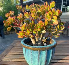 Image result for Crassula zombensis