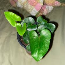 Image result for Acrostichum aureum