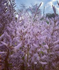 Image result for Tetradenia