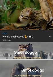 We did not find results for: Dopl3r Com Memes Bbc Worlds Smallest Cat Bbc 10m Views Smol Doggo Finally A Worthy Opponent Smol Doggo Our Battle Will Be Legendary