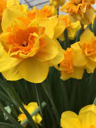 Pin On Blueflowers