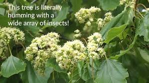 Image result for Hovenia dulcis