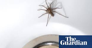 How did a man survive underwater for three days without food or water? Notes And Queries How Long Do House Spiders Live Wildlife The Guardian