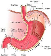 Stomach Functions Of The Stomach Small And Large Intestine Large Intestine Digestive Juice Natural Health Tips
