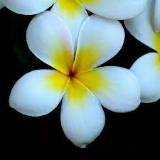 Plumeria Mi Flor Favorita De Siempre Floral Photography Pretty Flowers Bloom Where You Are Planted