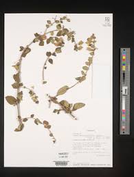 Image result for Tinnea aethiopica