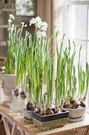 Blog Celebrate Creativity Paperwhites Growing Bulbs Winter Vegetables Gardening