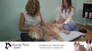 Hot promotions in pet vet on aliexpress: Healing Paws Center Holistic Vet In Fort Lauderdale Fl