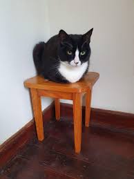 Perfect Little Cat Table Cats Cat Care Cat Pics