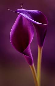Pin By Diamond Dee On Flowers Say It All Purple Calla Lilies Purple Flowers Calla Lily