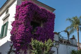 Pin By Sergio Zeferino On Bougainvillea Bougainvillea Sorrento Flower Power