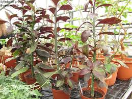 Image result for Synadenium grantii