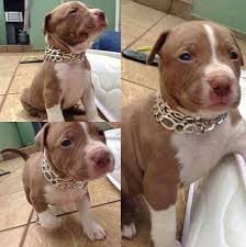 Aggression Towards Other Dogs Pitbull Pitbull Welpen Rednose Pitbull
