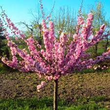 Maybe you would like to learn more about one of these? Large 6 7ft Prunus Triloba Double Flowering Cherry Almond Tree