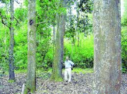 Image result for Acacia mangium