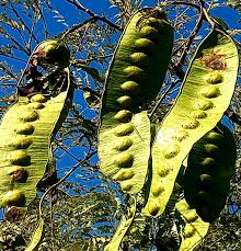 Image result for Entada abyssinica