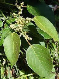 Image result for Macaranga mellifera