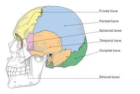 Sphenoid Bone Wikipedia