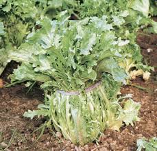 Maybe you would like to learn more about one of these? How To Grow Escarole And Endive Finegardening