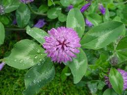 Vermont State Flower Flowers Clover Vermont