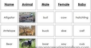 Animals And Their Names Montessori Zoology Cards Baby Animal Names Classes Of Vertebrates Animals