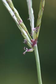 Image result for Digitaria eylesii
