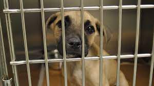 Maybe you would like to learn more about one of these? Crowded Pasadena Animal Shelter Waives Adoption Fees Through Friday