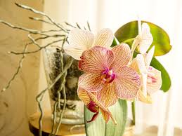 We did not find results for: Why Do Orchids Grow Air Roots Plant Index