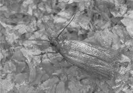 These premium services include ants and roaches, fleas and ticks, scorpions and spiders. Pest Control In Postharvest Nuts Sciencedirect