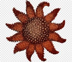 The dark oval shapes are stomachs. Sunflower Sea Star Png Images Pngwing