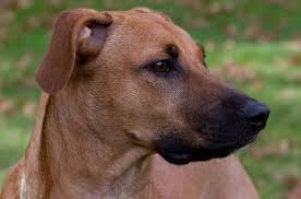 We did not find results for: Black Mouth Cur Dog Breed Health Grooming Feeding Temperament And Puppies Petguide
