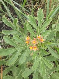 Image result for Jatropha schlechteri