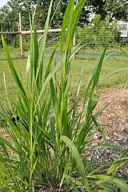 Image result for Setaria viridis