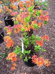 Mandarin Lights Exbury Azalea Plants Azaleas Succulents Garden