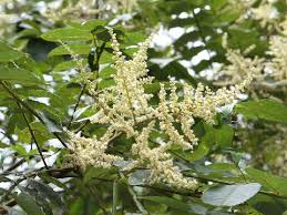 ぬるではどんな植物 Weblio辞書