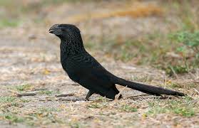 Image result for Anagallis gracilipes