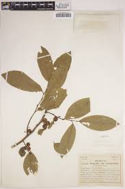 Image result for Phyllanthus muellerianus