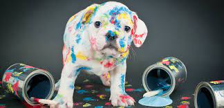 My Pet Walked Through Paint Now What How To Decontaminate Your Pet Aspca