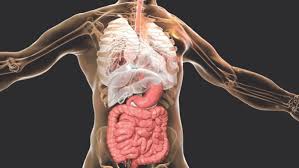 The main functions of this glandular organ are the secretion of enzymes for the digestion of fat, and maintenance. A Human Can Live Without 7 Body Organs
